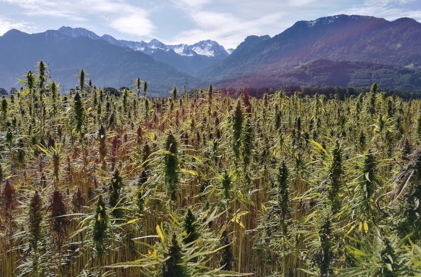 Projeto de Lei quer legalizar cultivo de Cannabis Medicinal e de Cânhamo no Brasil