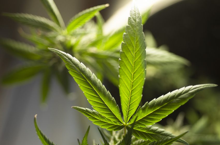 Pedido para a manipulação de cannabis na farmácia é negado