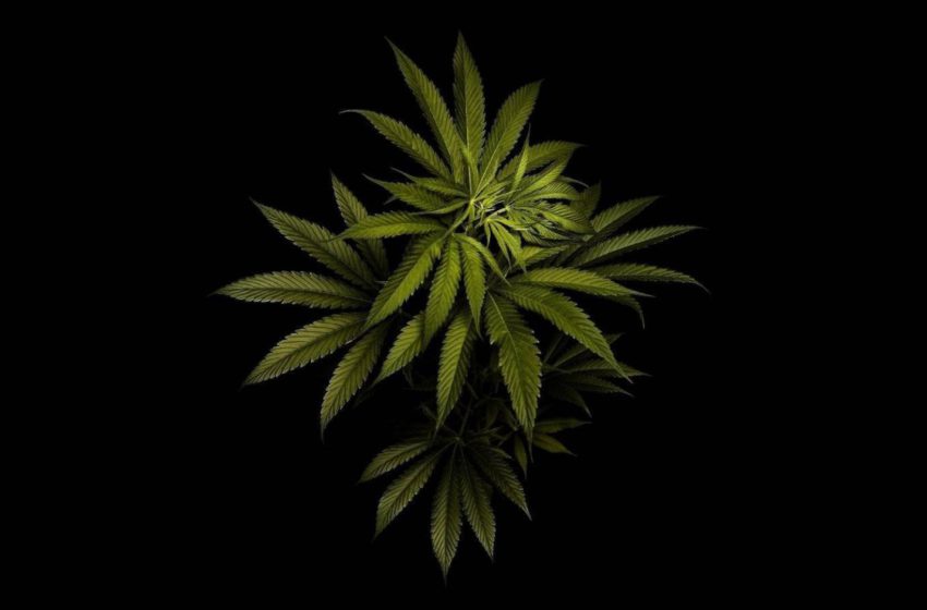  5 fatos fascinantes sobre a cannabis que você não sabia