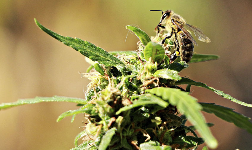  Extrato de cannabis pode servir de proteção para as abelhas