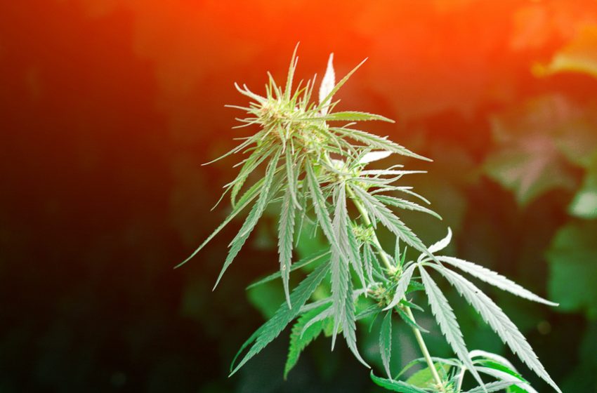 Combinando os canabinóides: os benefícios do uso do CBD com o CBG