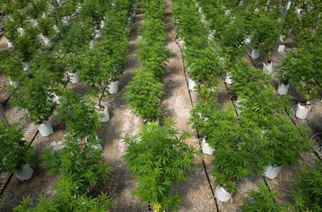 Qual a relação da cannabis e do vinho para as leis da Califórnia?