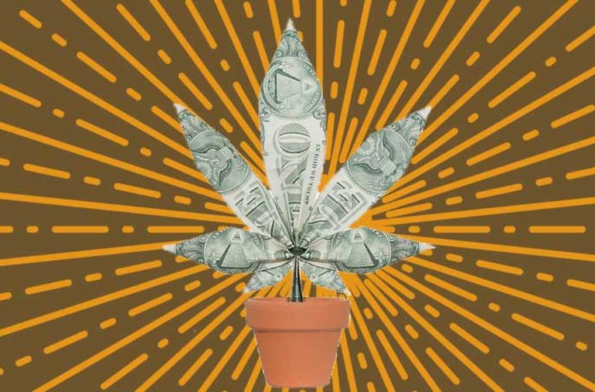  Brasil poderia faturar R$5 bilhões com a legalização da cannabis, segundo estudo