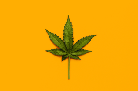 Cannabis X Dramin: Pode ser substituído?
