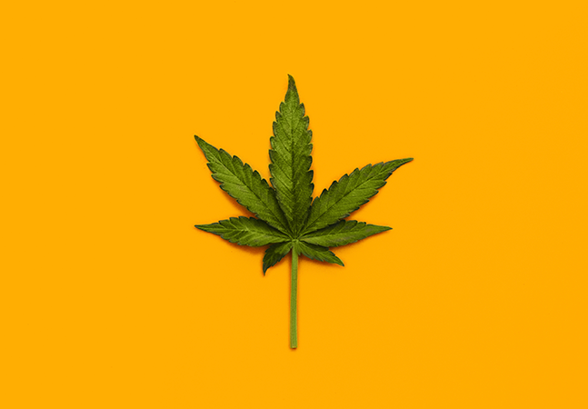  Cannabis X Dramin: Pode ser substituído?
