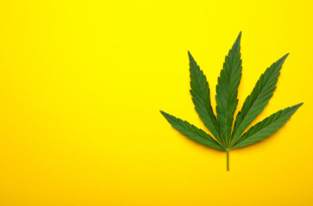 Primeiro remédio para tratar vício em maconha pode estar na cannabis