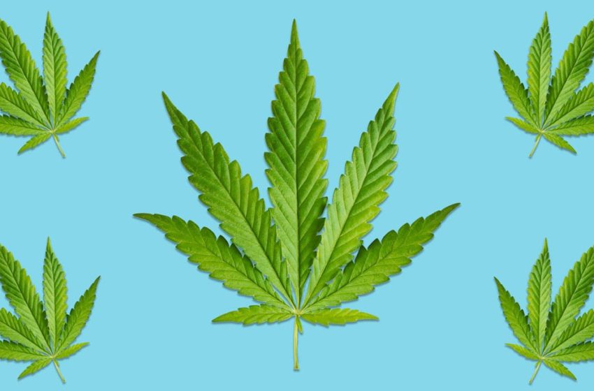  Mirtazapina X Cannabis: é possível substituir?
