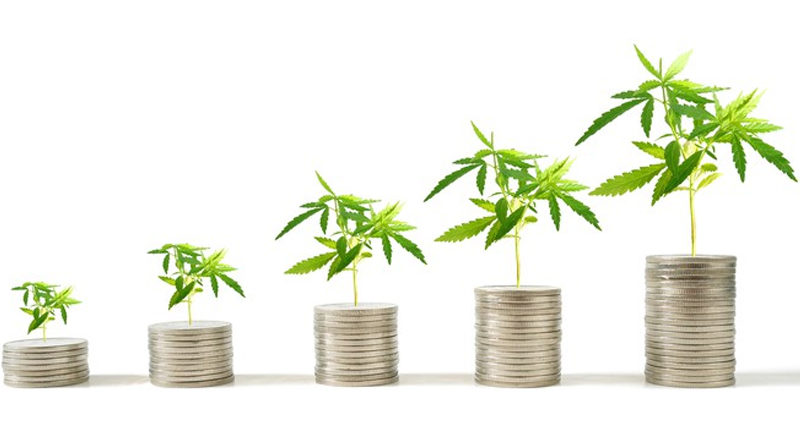 Mercado global de cannabis pode chegar a 147 bilhões de dólares até 2027