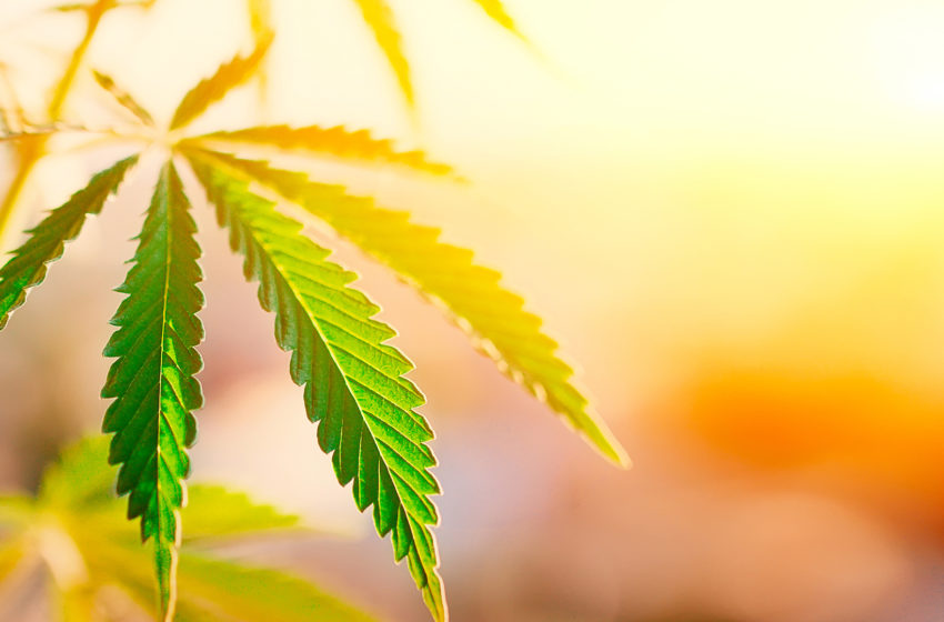 Por que o CBD promete ser útil para ansiedade enquanto outros medicamentos não?