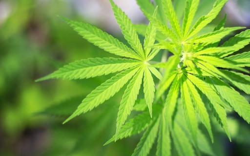 Cresce o consumo de cannabis diferenciadas nos Estados Unidos