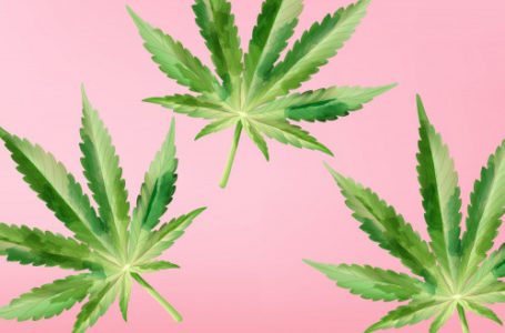 Estudo brasileiro mostra o potencial do THC para o tratamento de Fibromialgia