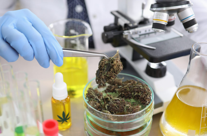 Estudo sobre CBD para o tratamento de crack é interrompido pelo Ministério da Saúde