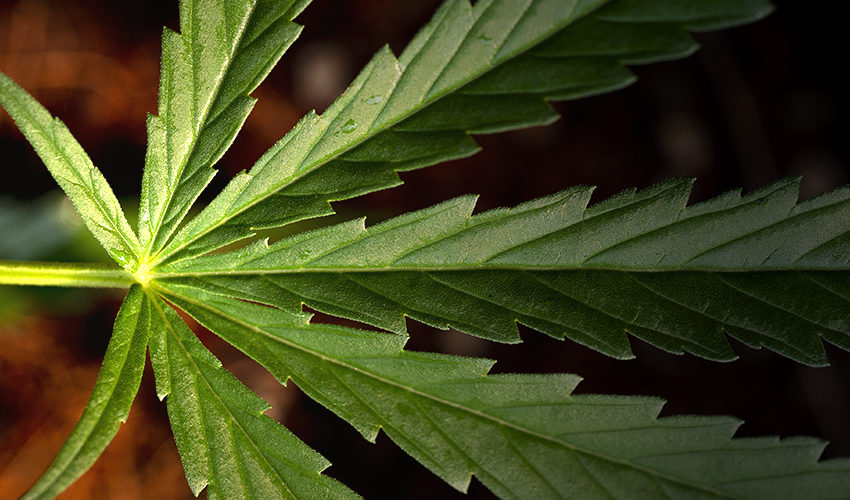  Governador de Nova Jersey e Senado se aproximam do acordo sobre legalização da cannabis