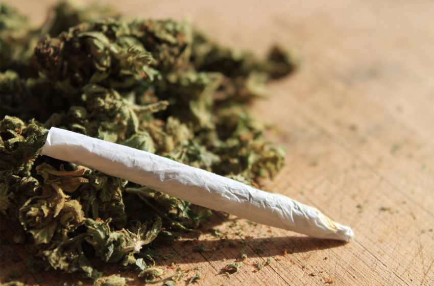 A diferença entre canabis medicinal e a maconha do maconheiro