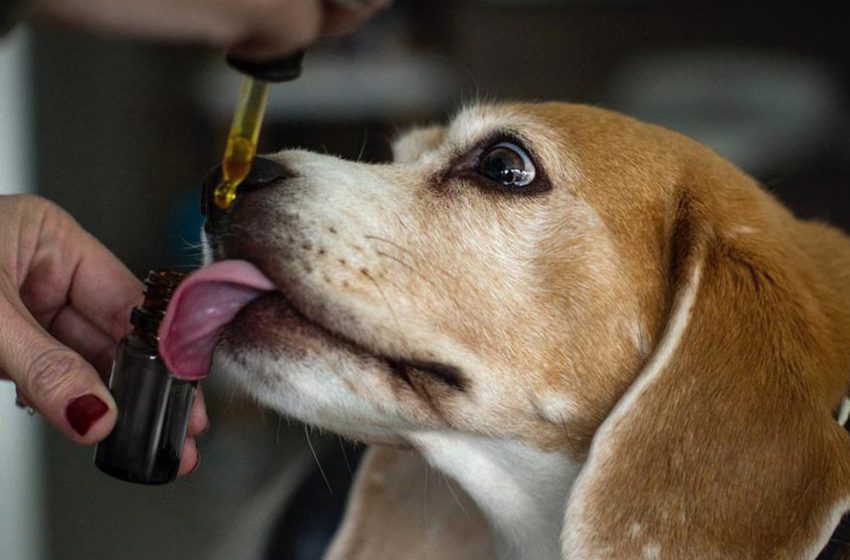  Conselho de medicina veterinária contribui para a PL sobre cannabis para animais