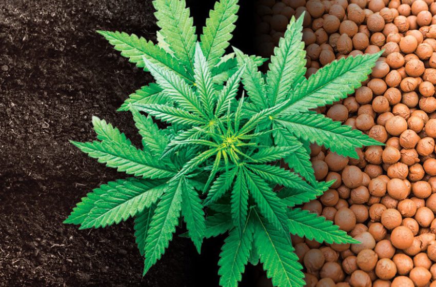  Inovação no sistema de cultivo de cannabis