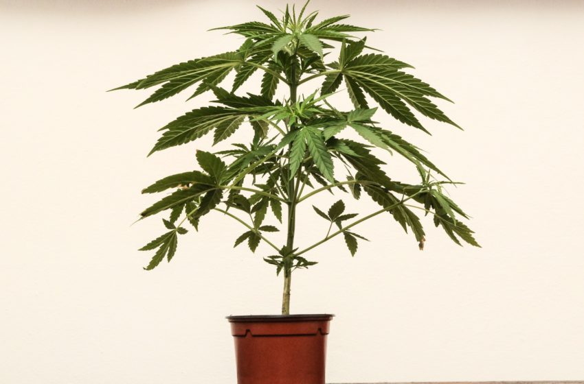 Dificuldades atuais de quem precisa plantar o próprio remédio legalmente