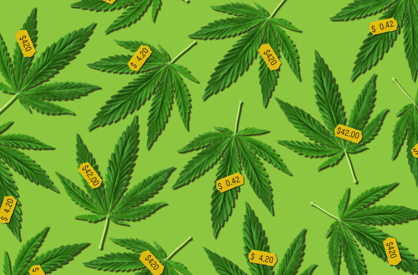 Empresas de cannabis não se intimidam com as restrições brasileiras do setor