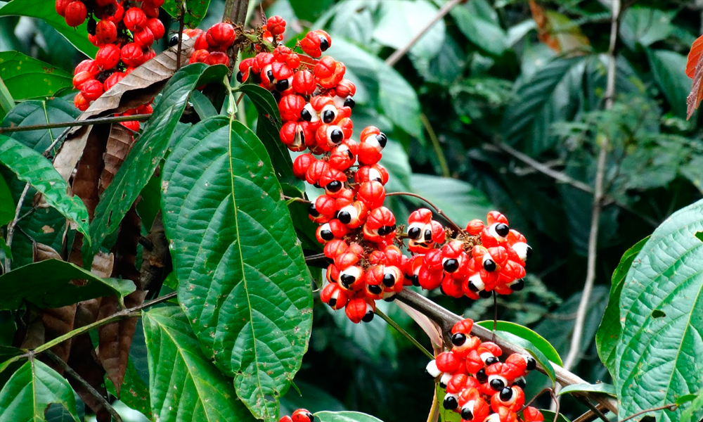 Guaraná: O que é, Benefícios, Efeitos e Contraindicações - Cannalize