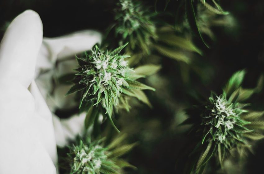 Estudo descobre Vitamina E em produto de CBD