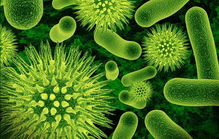  Bactérias: O que são, Tipos, Nutrição, Reprodução e Doenças