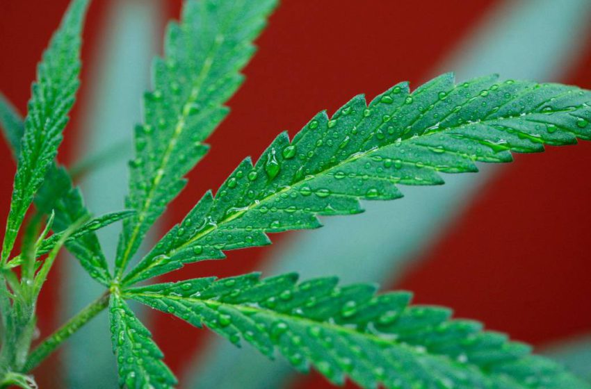 Lei que legaliza a maconha é aprovada pelo Congresso no México