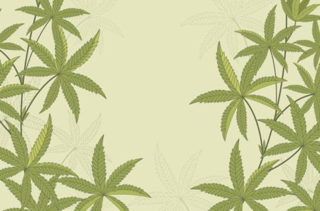 A cannabis além do CBD e THC