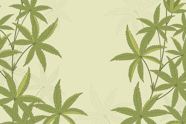  A cannabis além do CBD e THC