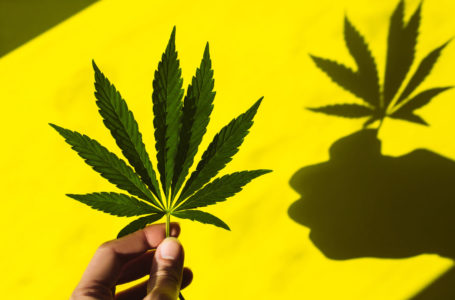 Cannabis Brasileiras: como chegaram aqui?
