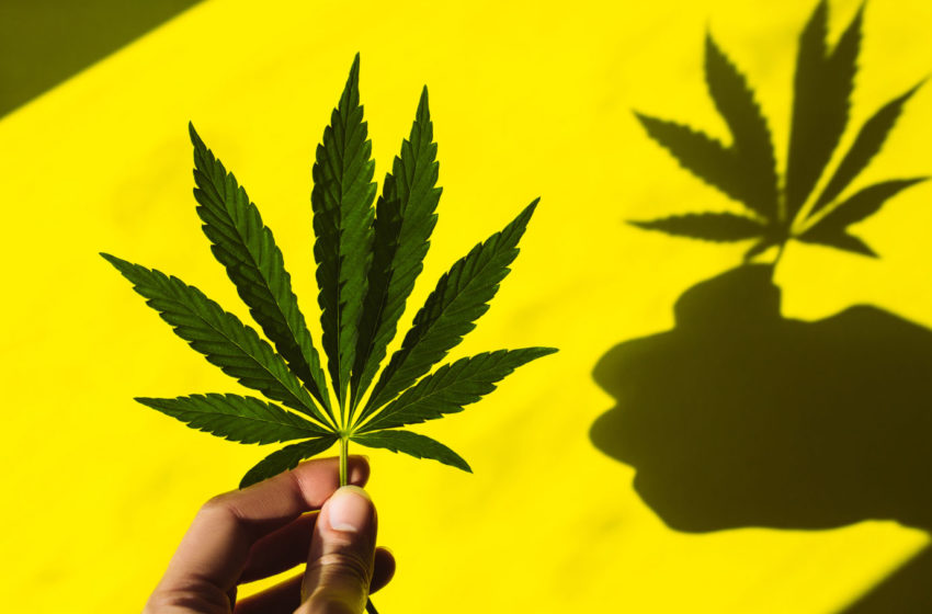  Cannabis Brasileiras: como chegaram aqui?
