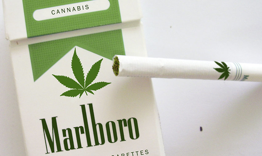 Fabricante de cigarro explora o universo canábico