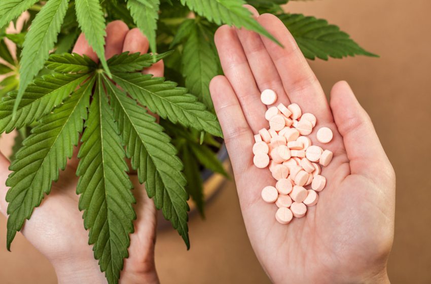  PL 399 para o cultivo de cannabis no Brasil será retomada ainda em abril