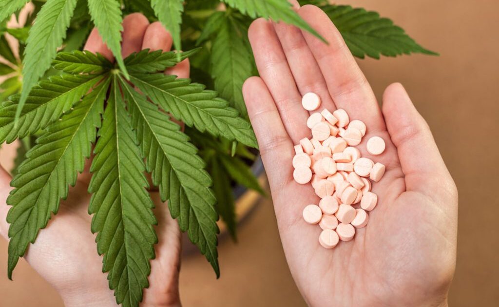PL 399: projeto sobre cultivo de cannabis volta à pauta