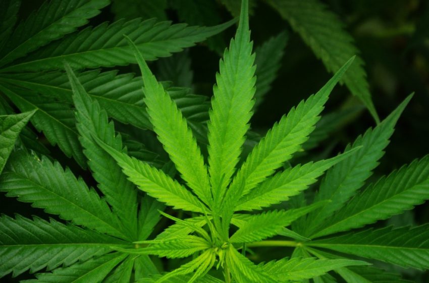 Texas aprova a lei para expansão da Cannabis medicinal