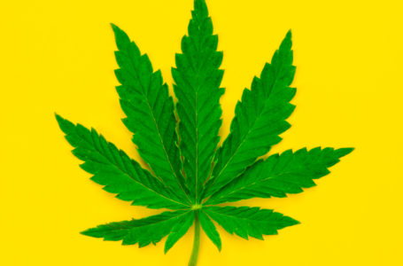 Você sabe qual a função dos canabinoides para a cannabis?