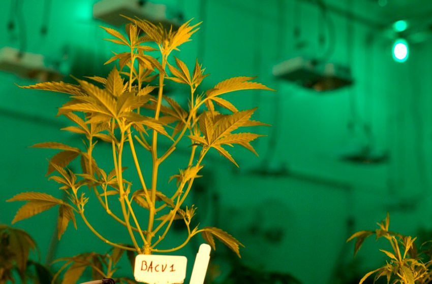 Projeto de expansão da cannabis medicinal avança no Texas