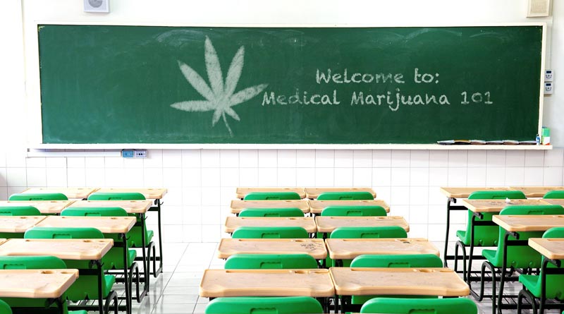  6º curso de cannabis medicinal está com inscrições abertas