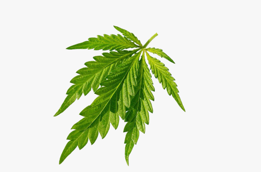 Cannabis reduz o consumo de álcool e tabaco, segundo estudos