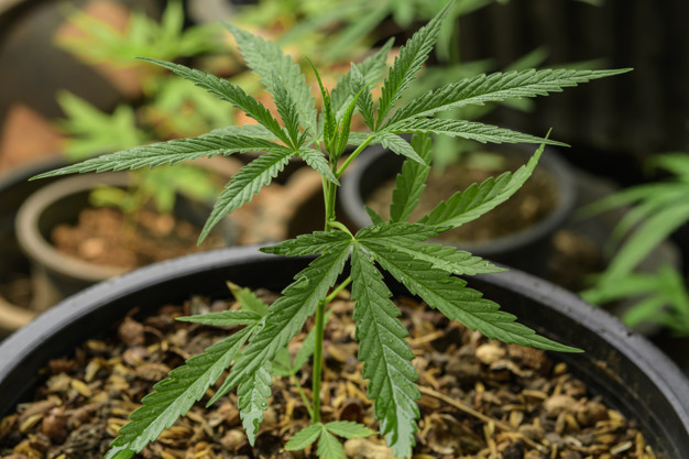  Decisão inédita autoriza 10 pacientes a cultivarem cannabis pela esfera cível 
