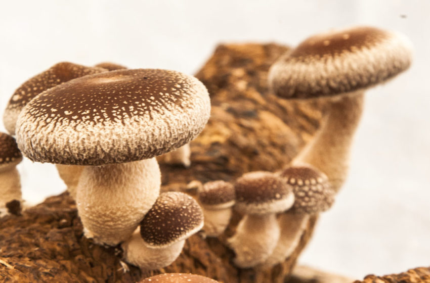  Cogumelos: O que é, Tipos, Benefícios, Contraindicações, Escolha e Preparo
