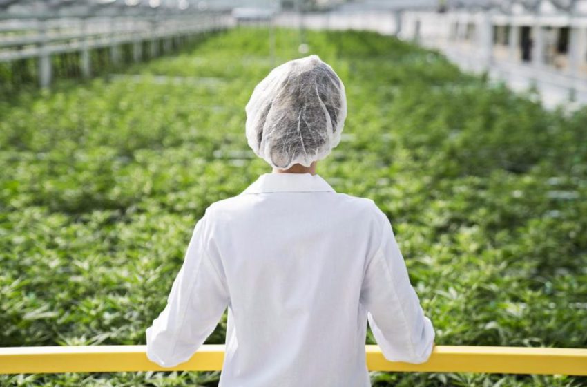 Indústria da cannabis consegue se manter na pandemia