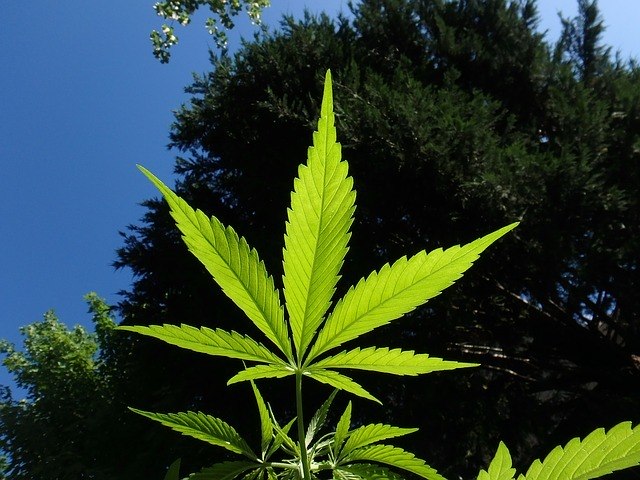  Reino Unido pretende desenvolver uma robusta indústria da cannabis