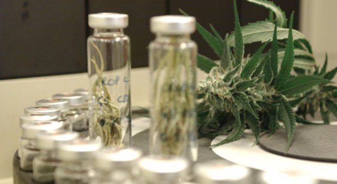   Anvisa divulga novo código de importação de produtos à base de cannabis