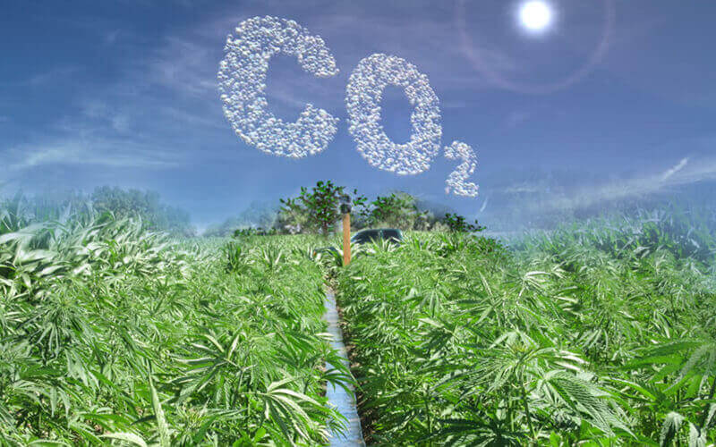  Cânhamo pode absorver duas vezes mais CO2, segundo pesquisador