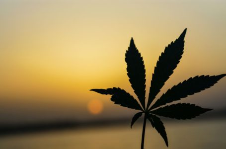 A cannabis afeta a concentração?
