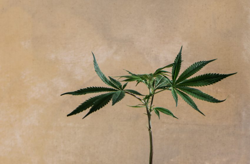  Cannabis e Anvisa: o que pode e o que não pode