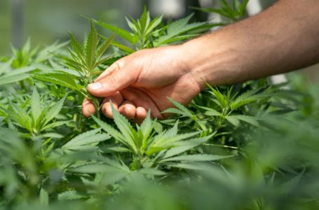 Como cultivar cannabis de forma legal e sem Habeas Corpus