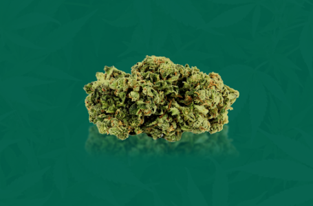 Concentrados de Cannabis: o que são e quais as diferenças