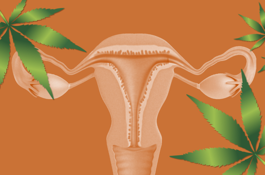  THC pode ser promissor no tratamento da endometriose, segundo estudo