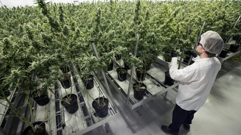  Indústria da cannabis já substitui plantações de rosas no Equador
